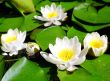 White water lilies.