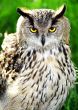 Eagle owl.