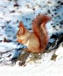 Grey squirrel, red tail on the snow.