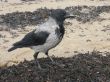 crow on the beach