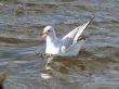 swimming gull with open beak