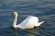 Swimming swan