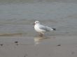 gull on the beach