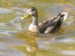 swimming duck