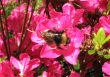 bee close-up on vivid flower