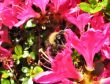 bee close-up on vivid flower