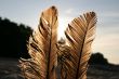 feathers against the sun