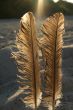 feathers against the sun