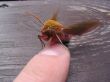 fly attempt