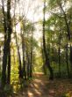 Rays of light in the forest