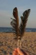 feathers against beach