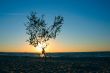 lonely sunset tree