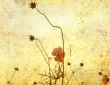 old-fashioned flower