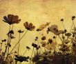 old-fashioned flower