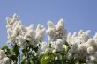 White lilac