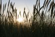 rushes in the setting sun