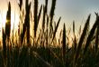 rushes in the setting sun
