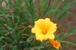 Yellow Lillys
