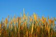 ripe wheat