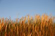 ripe wheat and sky