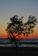 sunset tree