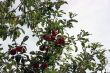 Red apples