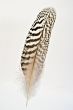 Feather