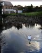 mill pond scene