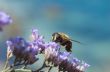 bee on flowers