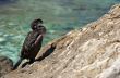 cormorant