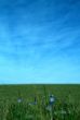 blue flowers background