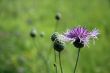 thistle