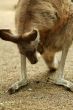 kangaroo