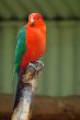 red parrot
