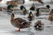ducks in winter