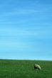 nature background