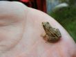 mini frog