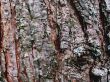 bark background