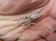 chitin carapace #2