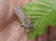 chitin carapace
