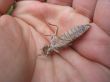 chitin carapace