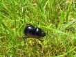 dung beetle #2