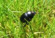 dung beetle