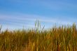 high grass and sky