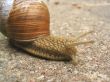 snail close-up