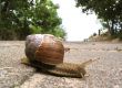 snail close-up