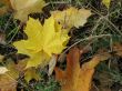  Yellow leaves of maple on the grass