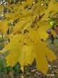 Yellow leaves