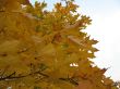 Yellow leaves