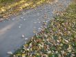 Yellow leaves on a path